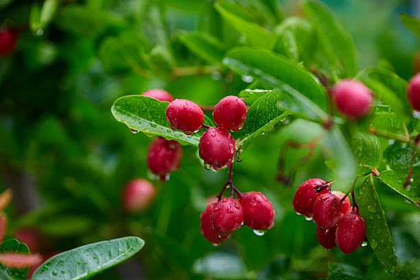 istock Close-up view of raindrops on red Bengal-currants 2214847418