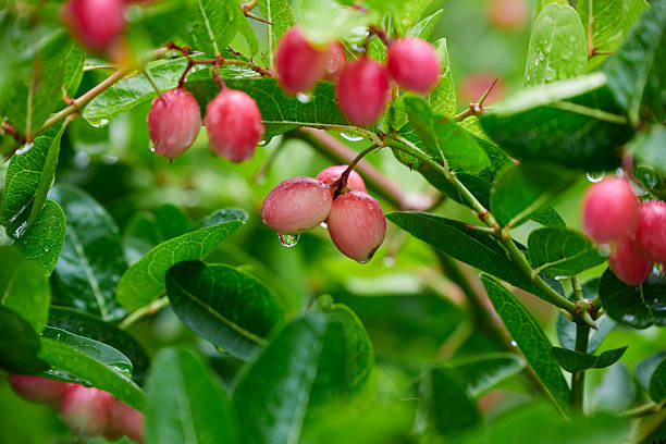 istock Close-up view of raindrops on red Bengal-currants 2214847425
