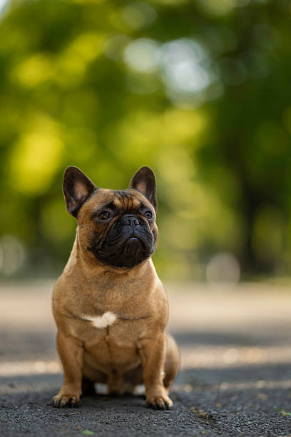 istock dog in the park with a beautiful blurred background 2214849491