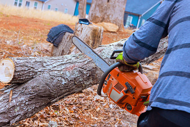 istock Chainsaw operator cutting tree trunk in residential backyard during sunny afternoon 2214850485