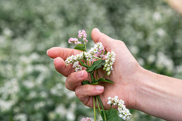 istock hand showing blooming buckwheat in the fall 2214852270