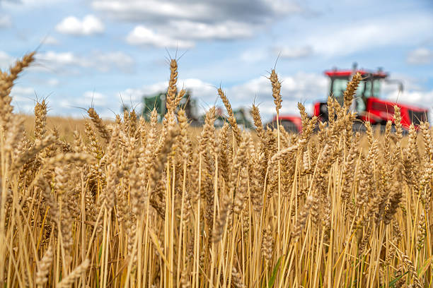 istock Gold wheat field and blue sky 2214852955