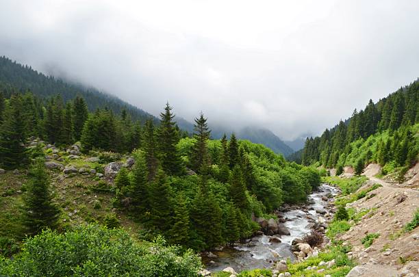 istock Stream ant path flowing in the lush green nature 2214854972