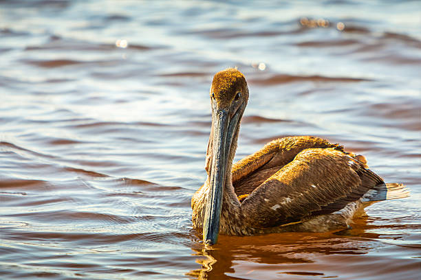istock Pelican Paddling in Water 2214855990