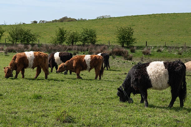 Belted galloway beef cattle grazing in a field in rural Scotland on a springtime morning