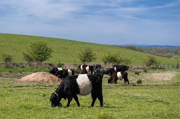 Galloway beef cattle grazing in a field in in rural Scotland on a springtime morning
