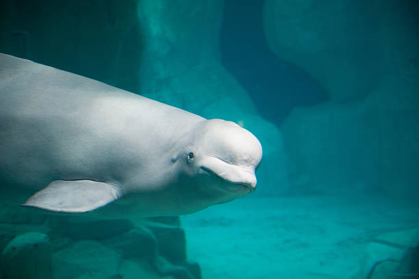 istock White Beluga Whale. High quality photo 2214863524