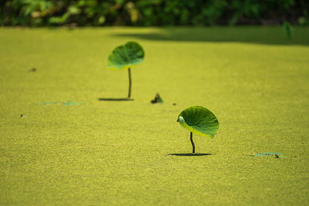 Lotus leaf or waterlily leaf isolated on white background with clipping paths.
