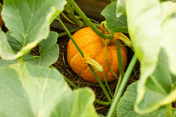 istock Orange pumpkin under green leaves 2214868185