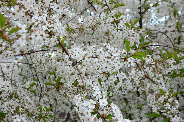 istock a cherry blossom tree in full bloom wallpaper 2214868605