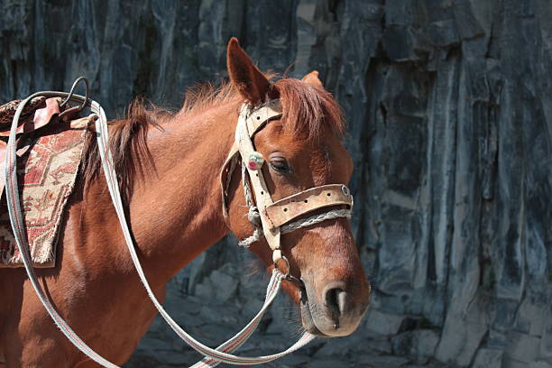 portrait of a saddled horse