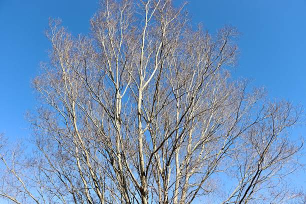 istock Top of the Bare Trees 2214869327