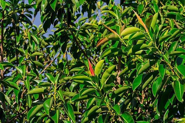 istock Foliage loaded with elastic ficus with new shoots. 2214869698