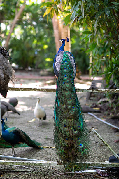 Green peacock , Portrait of wild peacock in thailand.