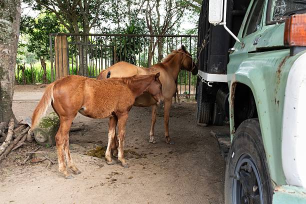 istock Horse and her colt 2214871034