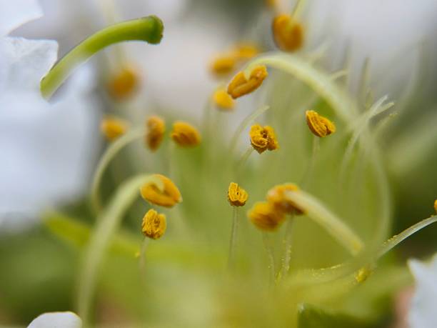 istock Stamen of flower 2214871648