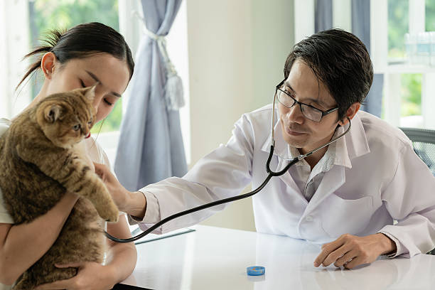 istock Appointment at veterinary clinic, professional male working on examination table with cat owner and examining little kitten in animal hospital 2214871712