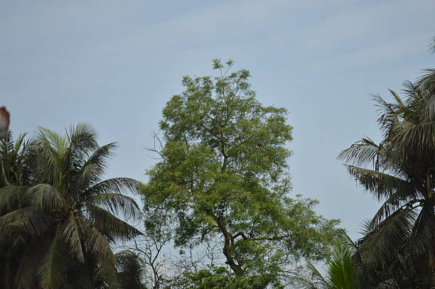 large tropical green tree, branches of various trees against the blue sky. Green leaves against the blue sky, the landscape of nature,