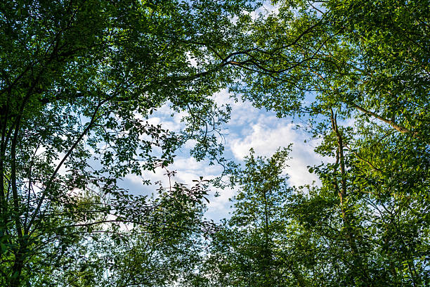 An Opening Through the Leaves - Sky View Framed by Dense Forest Canopy