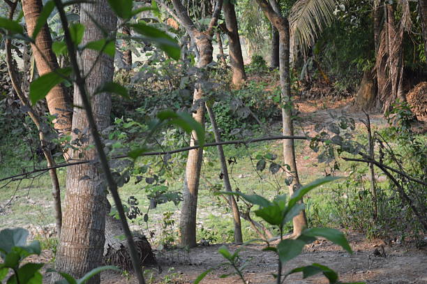 istock vibrant green  leaves on a tree branch in a natural tropical environment 2214872890