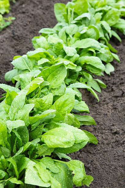 istock Green fresh spinach in a home garden. Vertical photo 2214873303