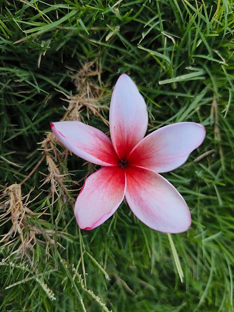 istock Plumeria rubra flower on grass 2214873766