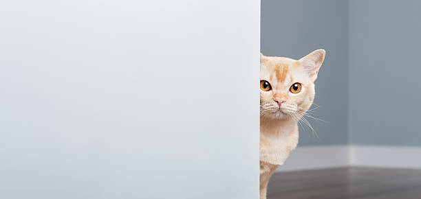 istock A curious Burmese cat peeks out from behind a blue wall 2214873850