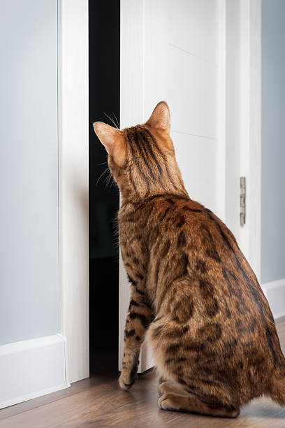 istock A Bengal cat peers through an open door. 2214873874