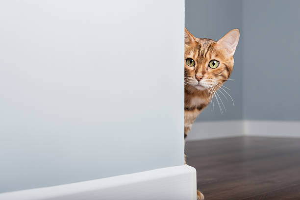 istock A curious Bengal cat peeks out from behind a blue wall 2214873876