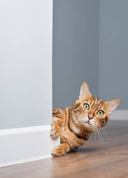 istock A curious Bengal cat peeks out from behind a blue wall 2214873877