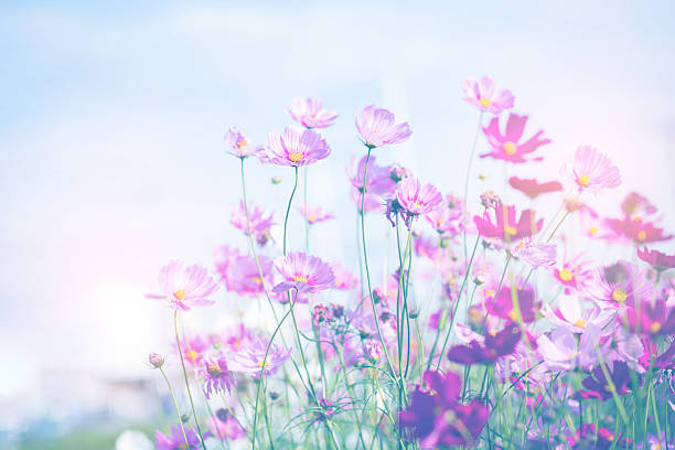 istock Cosmos flower blossom in garden. 2214874721