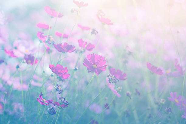 istock Cosmos flower blossom in garden. 2214874723