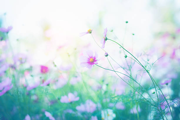 istock Cosmos flower blossom in garden. 2214874816