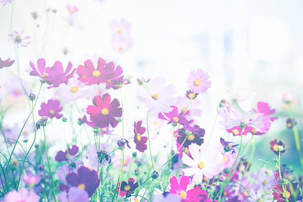 istock Cosmos flower blossom in garden. 2214874841