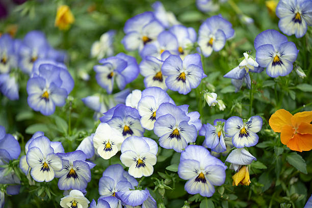A close-up of delicate white and blue pansy flowers with intricate petal patterns, set against a soft green background