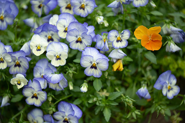 Colorful flowering (or blooming) garden pansy flowers in spring. The image was captured with a fast telephoto lens and a full-frame mirrorless digital camera ensuring clean and large files. Shallow depth of field with focus placed over the nearest flowers. The background is blurred. The image is part of a series of different flowers and compositions.