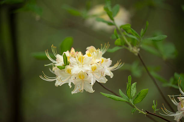 Colorful flowering (or blooming) Rhododendron “Darlin's Dream” Azalea in spring. The image was captured with a fast telephoto lens and a full-frame mirrorless digital camera ensuring clean and large files. Shallow depth of field with focus placed over the nearest flowers. The background is blurred. The image is part of a series of different rhododendrons and compositions.
