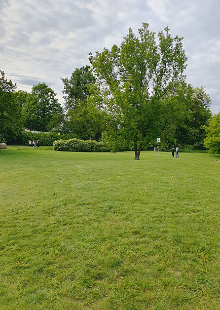 A spacious green lawn in a city park under a clear sky. Lush grass, open area surrounded by trees - an ideal place for a picnic