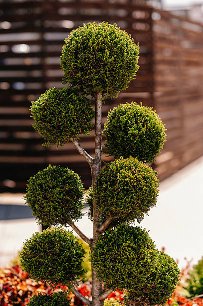 istock An Elegant Topiary Sculpture Placed Beautifully Within a Modern Landscape Setting that Captivates 2214876776
