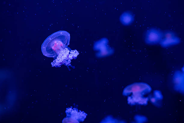 istock Colorful jellyfish swimming gracefully in a dark aquarium setting 2214877466