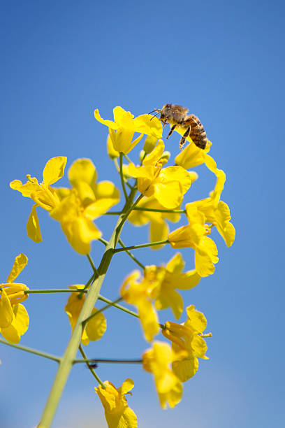 Rapeseed blossom and honeybee