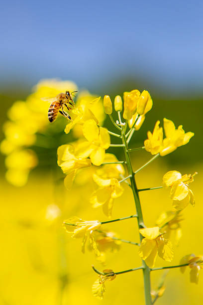 istock Rapeseed blossom and honeybee 2214878574