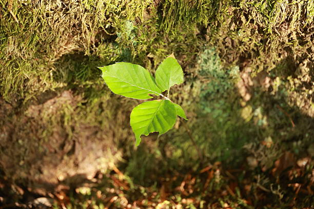 A small green leaf is growing on a mossy rock. The leaf is surrounded by a variety of moss and plants, creating a natural and peaceful atmosphere