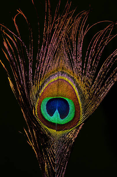 istock Beautiful peacock feather isolated on dark background 2214879374