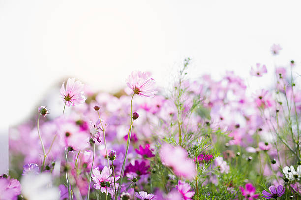 istock Cosmos flower blossom in garden. 2214880743