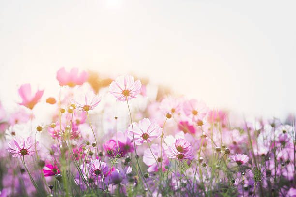 istock Cosmos flower blossom in garden. 2214880756