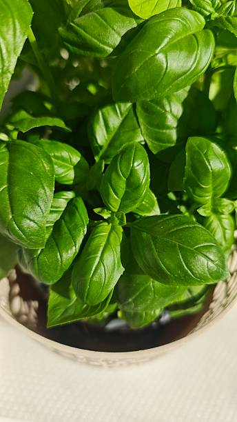 istock Fresh basil leaves growing in a pot 2214880788