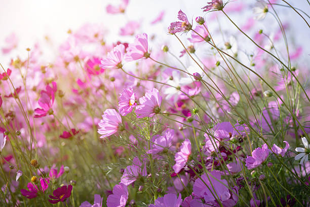istock Cosmos flower blossom in garden. 2214880810