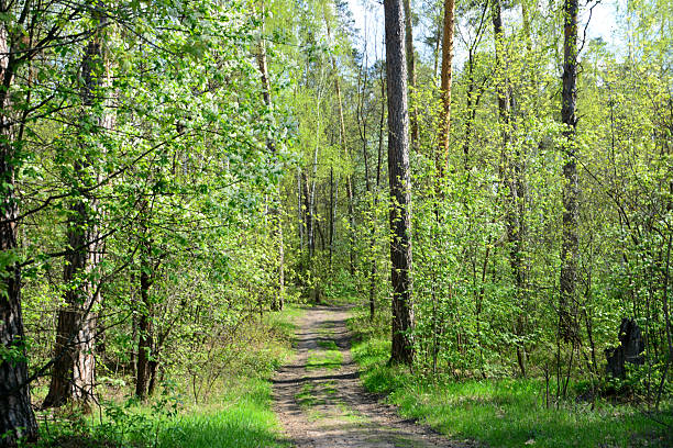 istock A sun-dappled forest path winding through lush green trees 2214881337