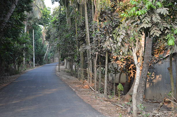 istock Secluded Roadway Through Tropical Forest with Sunlit Trees on a Serene Day 2214881535